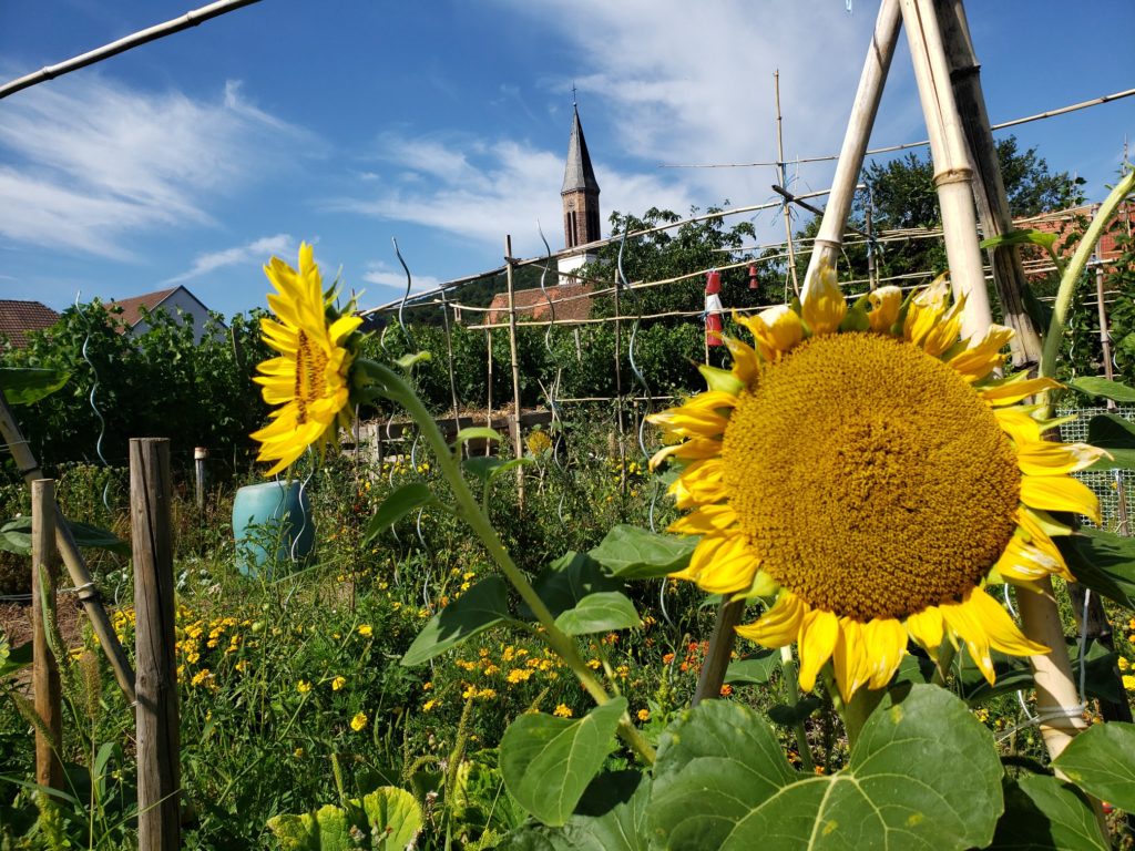 Jardins partagés de Kintzheim