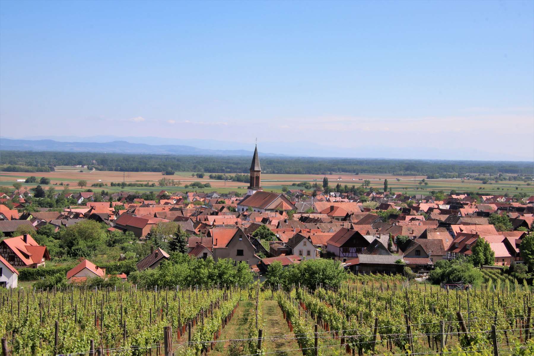 Kintzheim vu des vignes