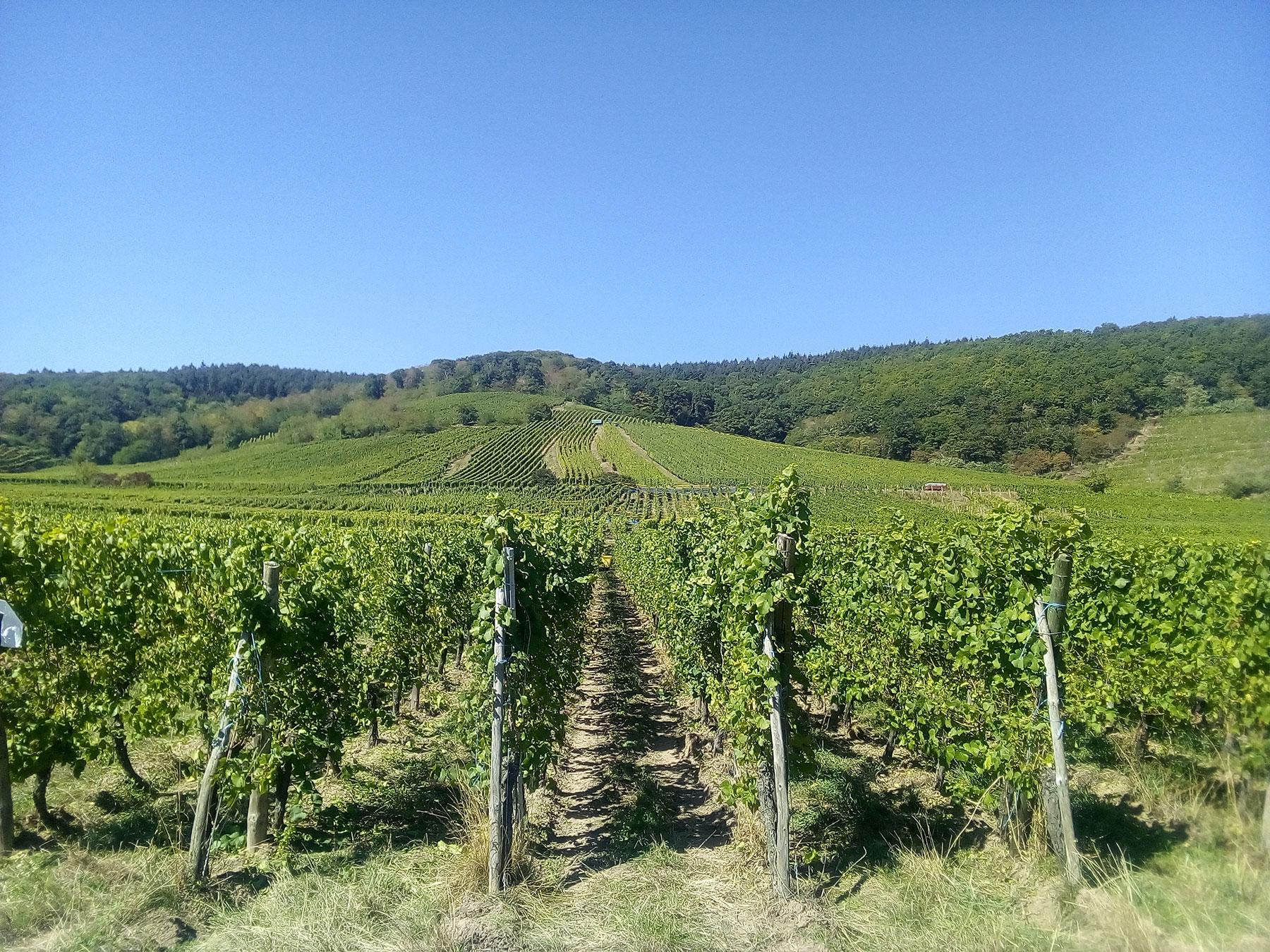 Les vignes de Kintzheim
