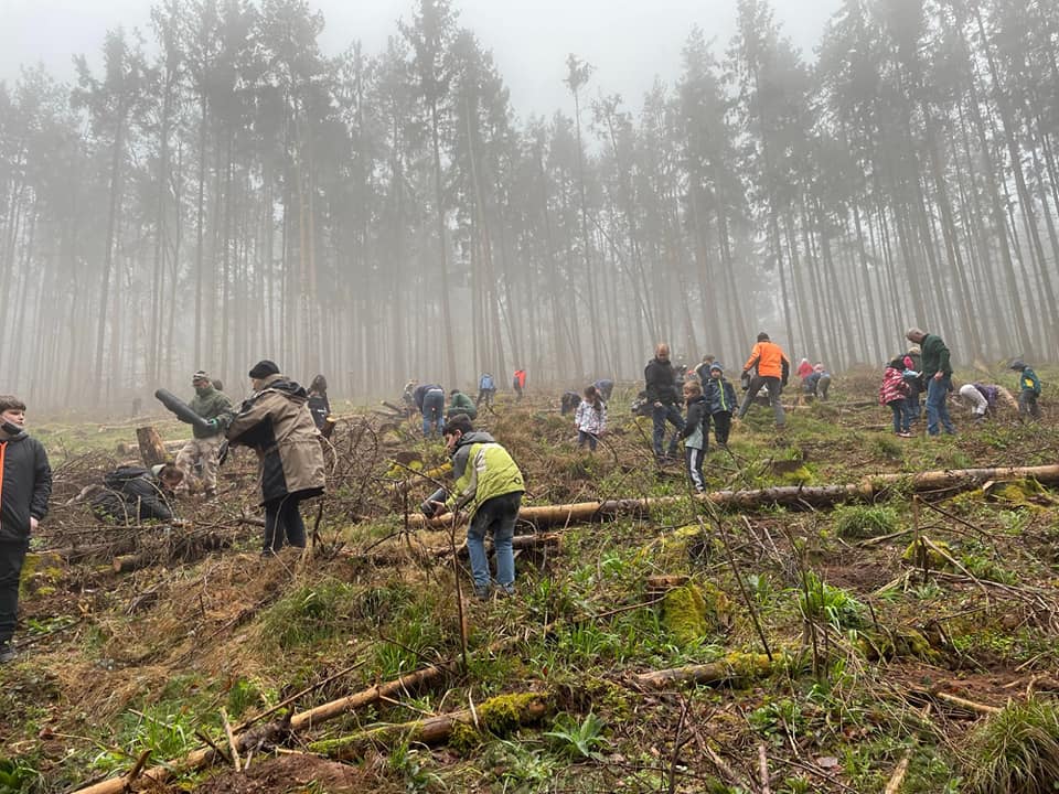 plantation forêt