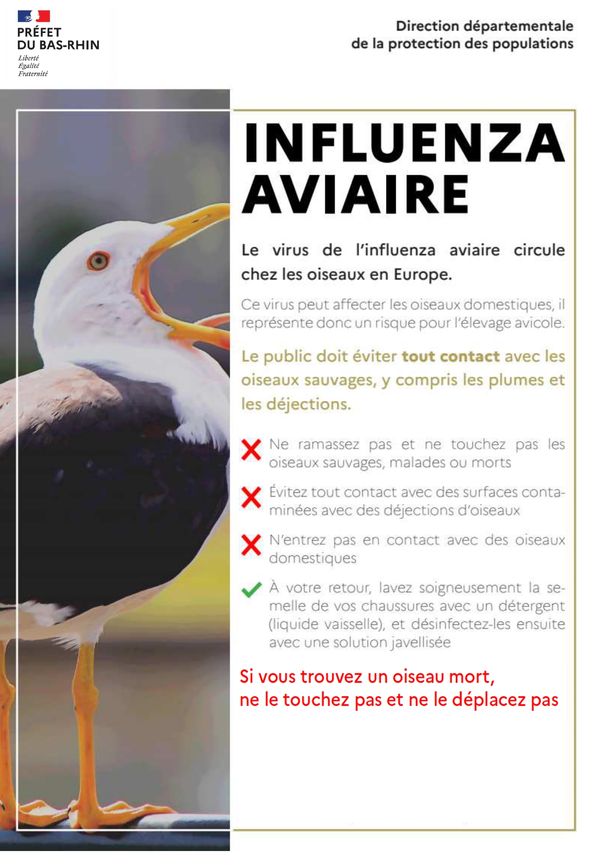 Grippe aviaire